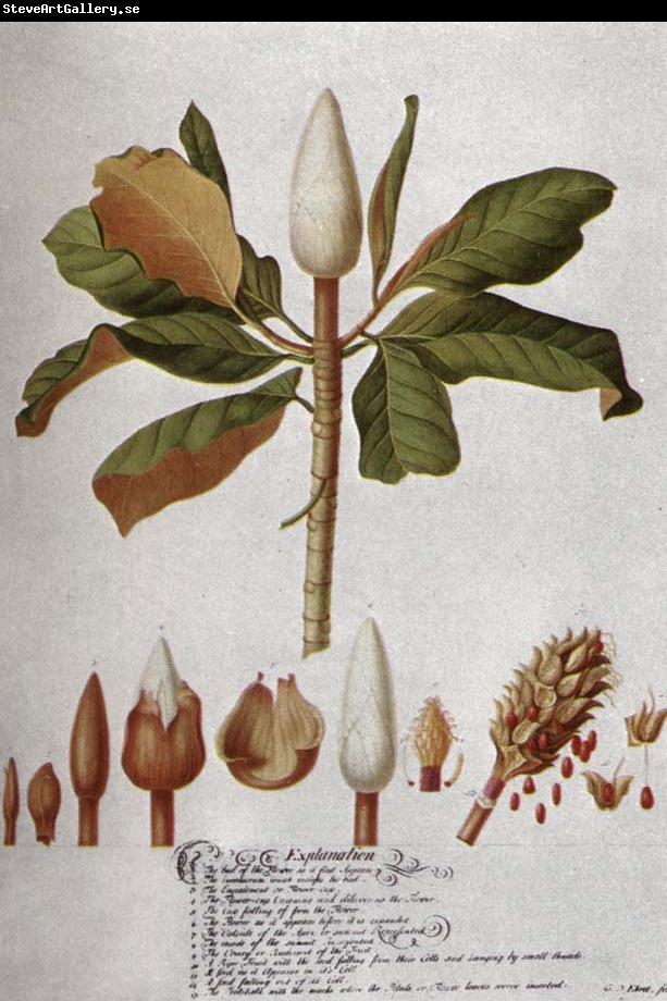 unknow artist Magnolia Altissima
